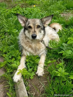 Wuschel Marta wartet auf ihre Menschen Bild 3