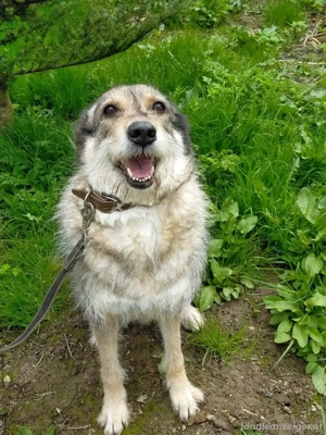 Wuschel Marta wartet auf ihre Menschen Bild 4