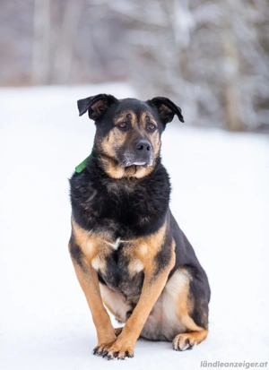 Kuschel Diesel sucht Familie