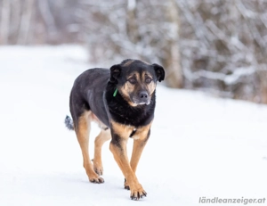 Kuschel Diesel sucht Familie Bild 2
