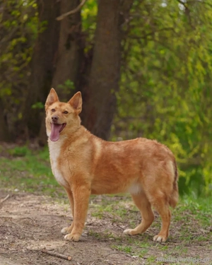 Wunderschöne Vesta sucht ihren platz Bild 4