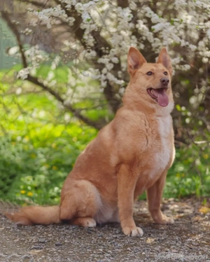 Wunderschöne Vesta sucht ihren platz Bild 2