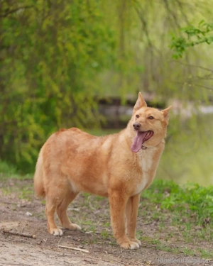 Wunderschöne Vesta sucht ihren platz Bild 5