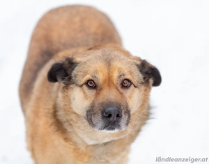 Mukhtar auf drei beinen durchs leben Bild 2