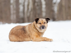 Mukhtar auf drei beinen durchs leben Bild 4