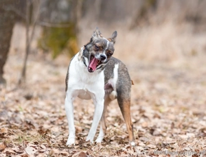 Geselliger Peter sucht dich ... Bild 4