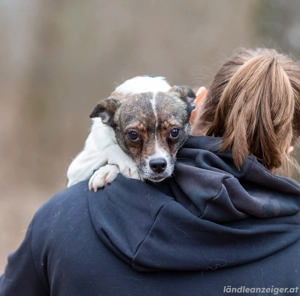 Geselliger Peter sucht dich ... Bild 2