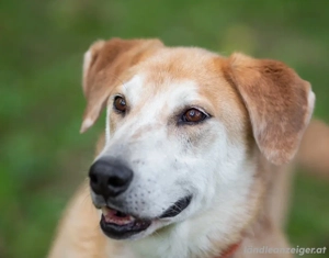 Ulan, weiches Herz wartet auf einen tollen Besitzer Bild 3