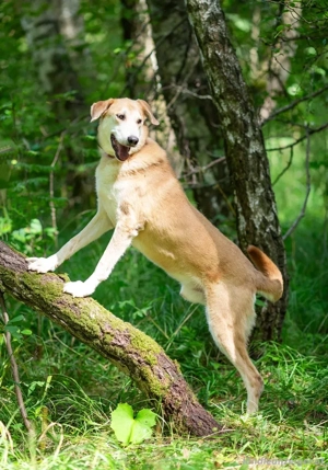 Ulan, weiches Herz wartet auf einen tollen Besitzer Bild 2