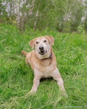 Ulan, weiches Herz wartet auf einen tollen Besitzer Bild 6
