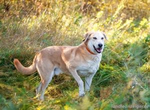 Ulan, weiches Herz wartet auf einen tollen Besitzer