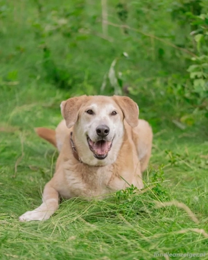 Ulan, weiches Herz wartet auf einen tollen Besitzer Bild 5