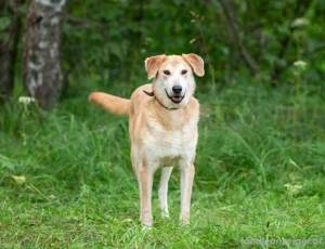 Ulan, weiches Herz wartet auf einen tollen Besitzer Bild 4