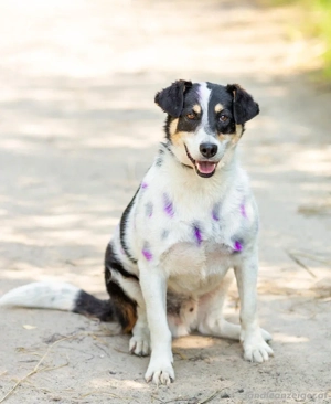 Anhänglich Loki will nach hause Bild 4