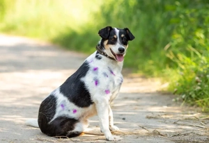 Anhänglich Loki will nach hause Bild 5