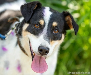 Anhänglich Loki will nach hause Bild 3