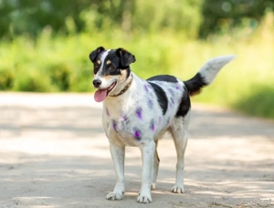 Anhänglich Loki will nach hause Bild 6