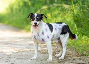 Anhänglich Loki will nach hause Bild 7