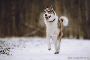 Traum zuhause für Choppy gesucht Geburtsdatum :   Bild 3