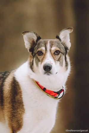 Traum zuhause für Choppy gesucht Geburtsdatum :   Bild 4