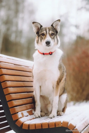 Traum zuhause für Choppy gesucht Geburtsdatum :   Bild 2