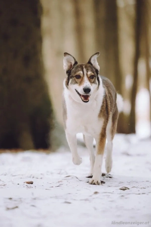 Traum zuhause für Choppy gesucht Geburtsdatum :   Bild 6