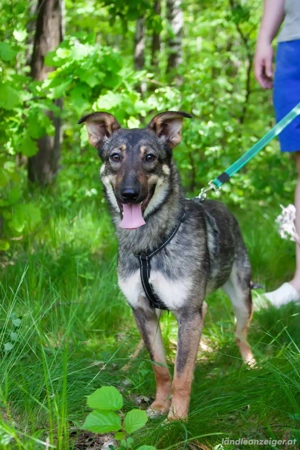 Liebevolle Olivka sucht ihren platz Bild 2