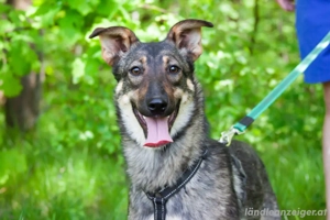 Liebevolle Olivka sucht ihren platz Bild 3