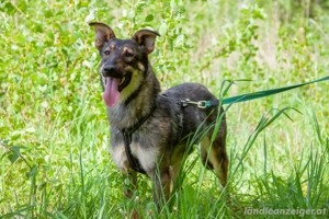 Liebevolle Olivka sucht ihren platz Bild 4