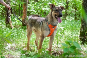 Mutiger Krosh sucht aktive Familie Bild 5