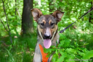 Mutiger Krosh sucht aktive Familie Bild 2