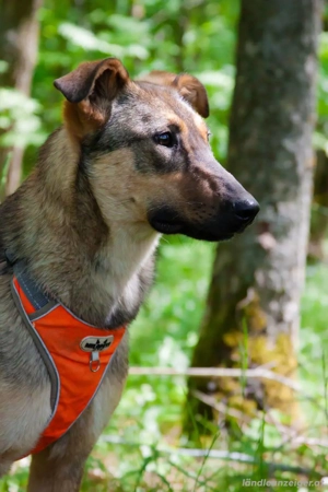 Mutiger Krosh sucht aktive Familie Bild 3