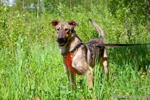 Mutiger Krosh sucht aktive Familie