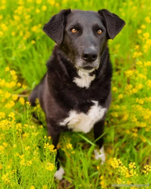 Der freundliche Jack sucht sein Körbchen Bild 3