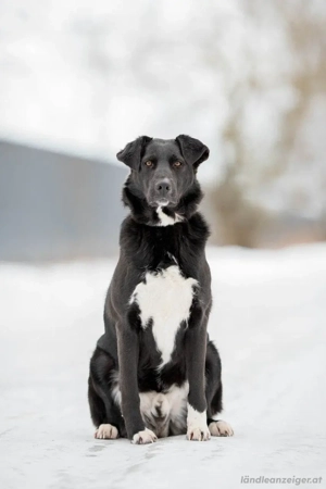 Der freundliche Jack sucht sein Körbchen Bild 2