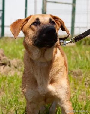 Junge hübsche Leia sucht Familie Bild 4