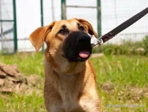 Junge hübsche Leia sucht Familie Bild 5