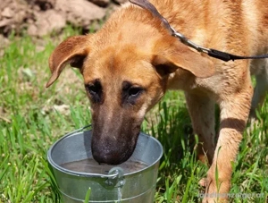Junge hübsche Leia sucht Familie Bild 3