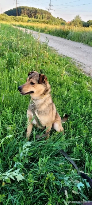 Jim sucht sein zu hause für immer Bild 4