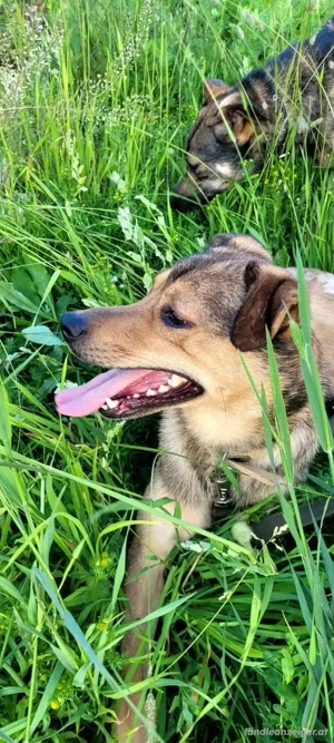 Jim sucht sein zu hause für immer Bild 3