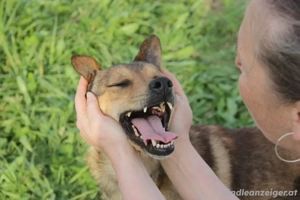 Jim sucht sein zu hause für immer