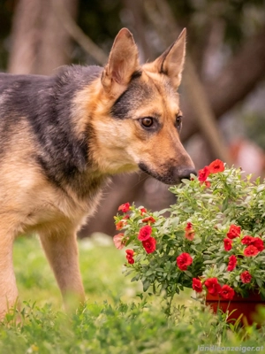 Kann Vishnja dich verzaubern ?! Bild 3