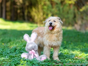 Wer gibt Algerien nochmal eine Chance ?! Bild 3