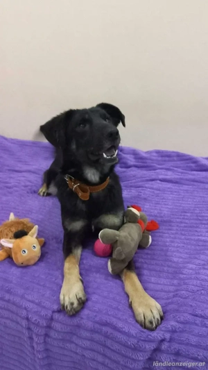 Junger lieber Roni sucht .... Bild 2