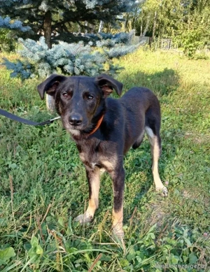 Junger lieber Roni sucht .... Bild 4