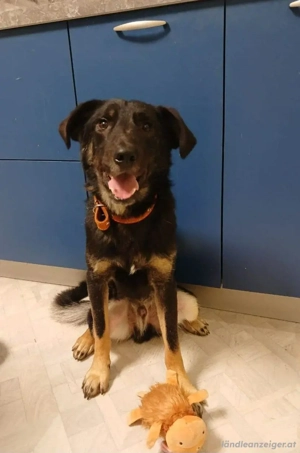 Junger lieber Roni sucht .... Bild 3