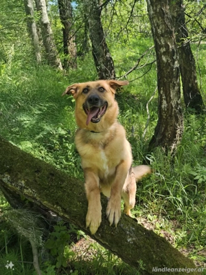 Zauberhafte Nadia sucht ihre Menschen Bild 3