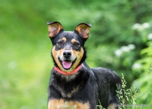 Ruhige Mulya sucht dich ... Bild 2