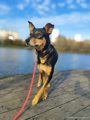 Ruhige Mulya sucht dich ... Bild 4