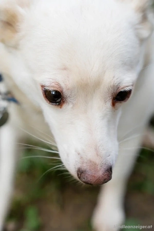Kleiner weiße Kroki sucht liebevolle Menschen Bild 4